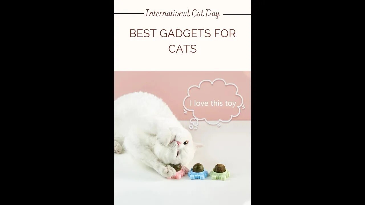 International cat day | Edible cat toys | Best Gadgets for cats