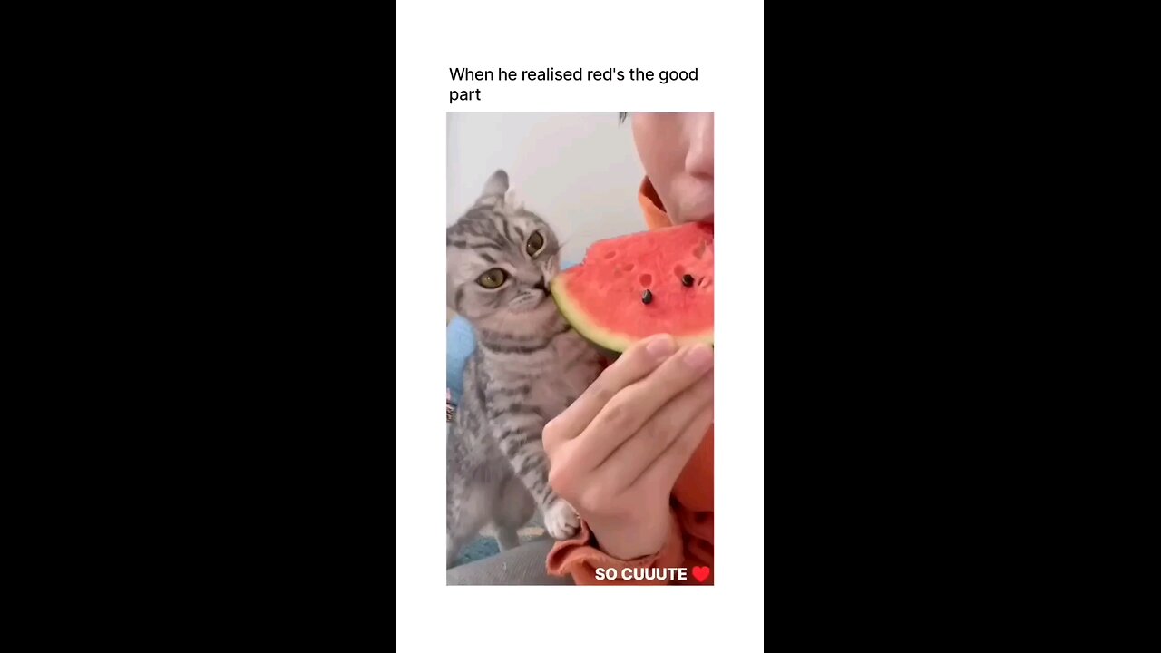 cat eats watermelon realises red is the best part cute cat