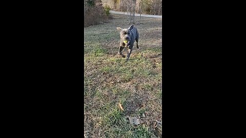 Cane Corso Identifies as Labrador Retriever