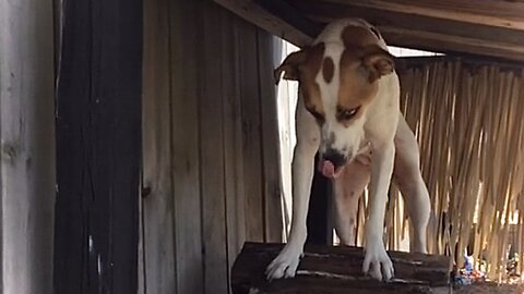 Farm Dog Missy Hunting