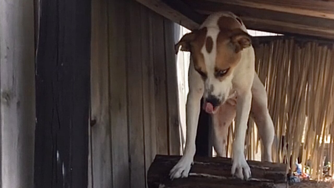 Farm Dog Missy Hunting