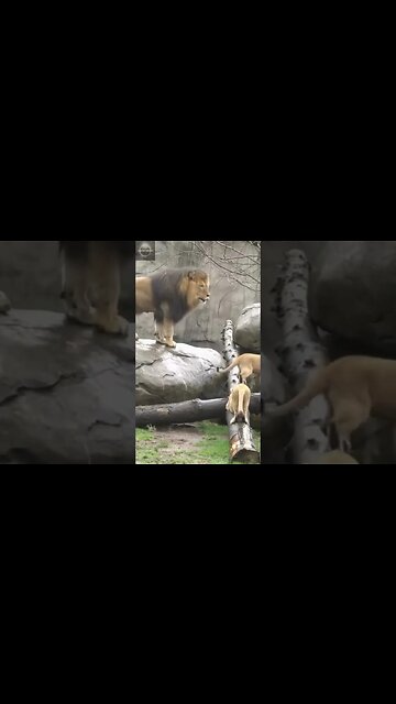 #shorts, #animal, #animals, #animalfacts, #animalshorts, #nature, #wildlife, #wildlifeanimals