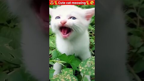 Cat Meowing🌹🐈🐈🌹|Cat Sound| Cute Cat Videos