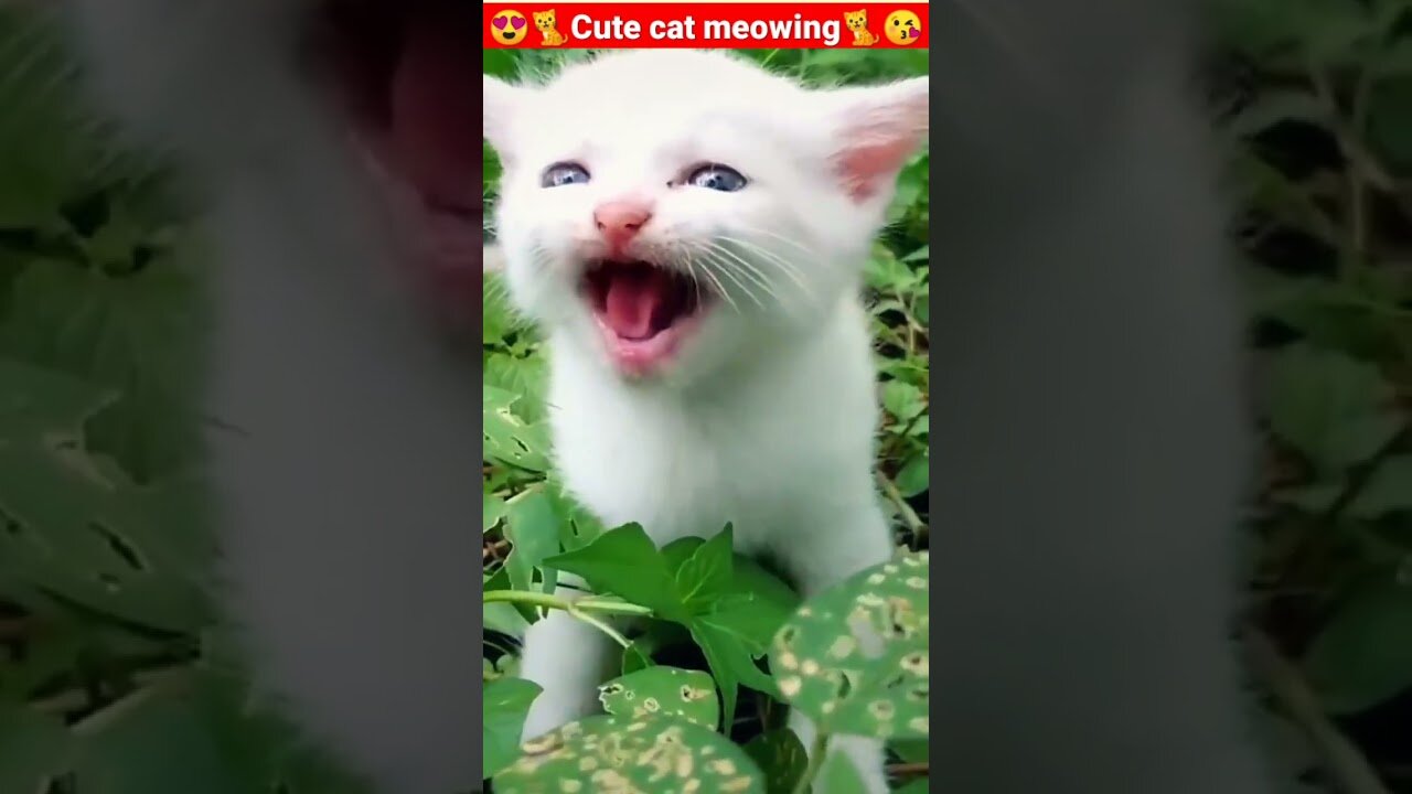 Cat Meowing🌹🐈🐈🌹|Cat Sound| Cute Cat Videos