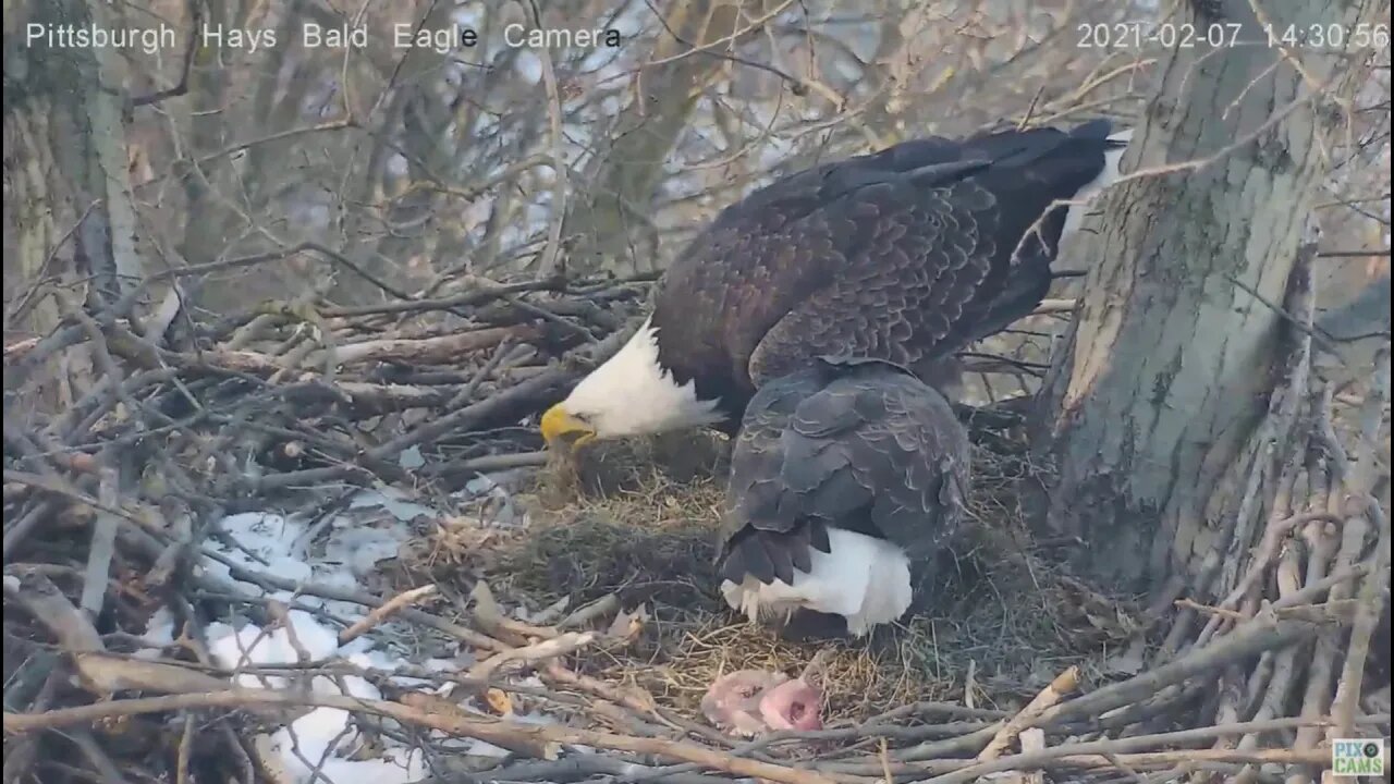 Hays Eagles Dad brings in huge clump of grass for the nest 2021 02 07 2:29PM