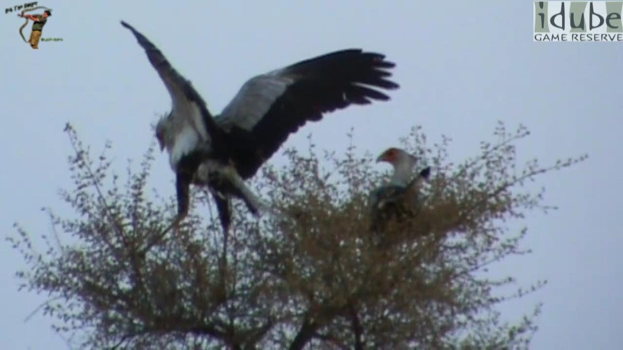 Secretary Birds