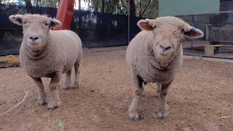 Goats and Sheep Enjoy Grass Granules at Peel Zoo Farm Australia