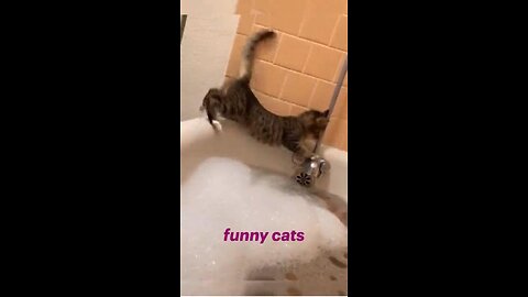 Cats & Dogs Funny Videos