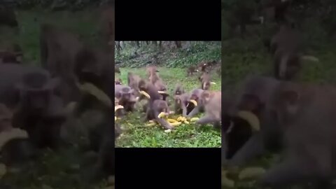 BANANA