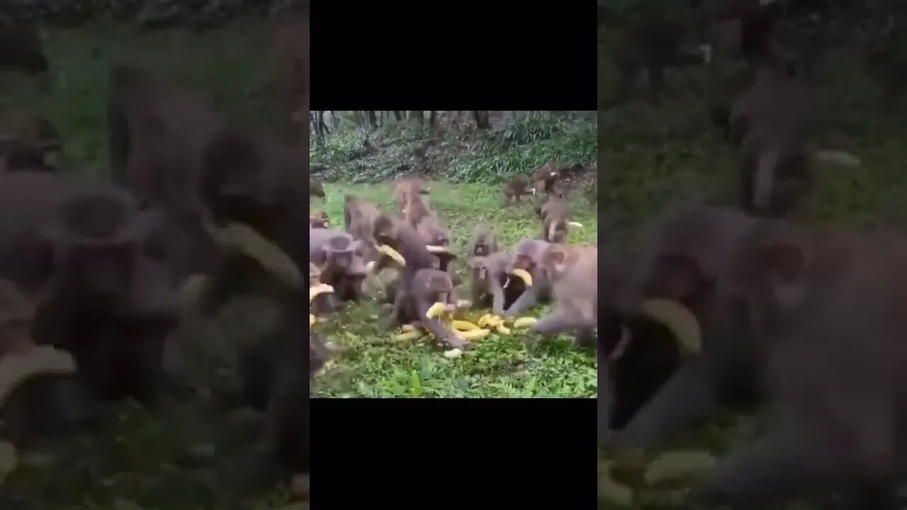 BANANA