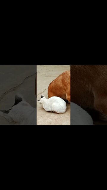 .. funny cats & dogs .. A wonderful assortment of the strangest behavior of animals