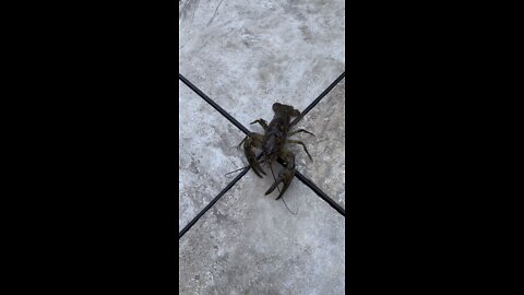 Crayfish