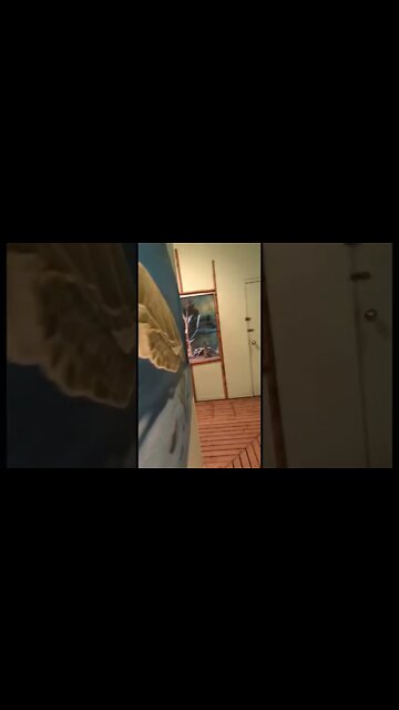 Meerkats are funny animals