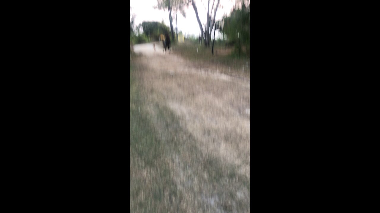 Horsing around in Belize.