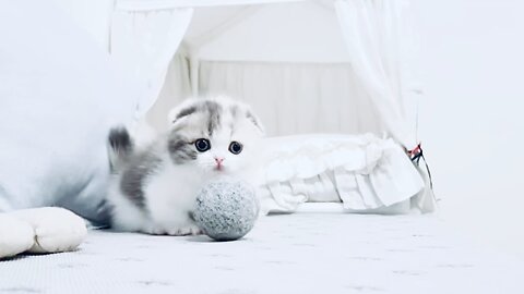 Cute Little Kitten