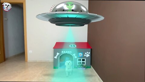 RAPTAN a Mi PERRO! NO ENCUENTRO a Dasha!😱🐶 Anima Dogs