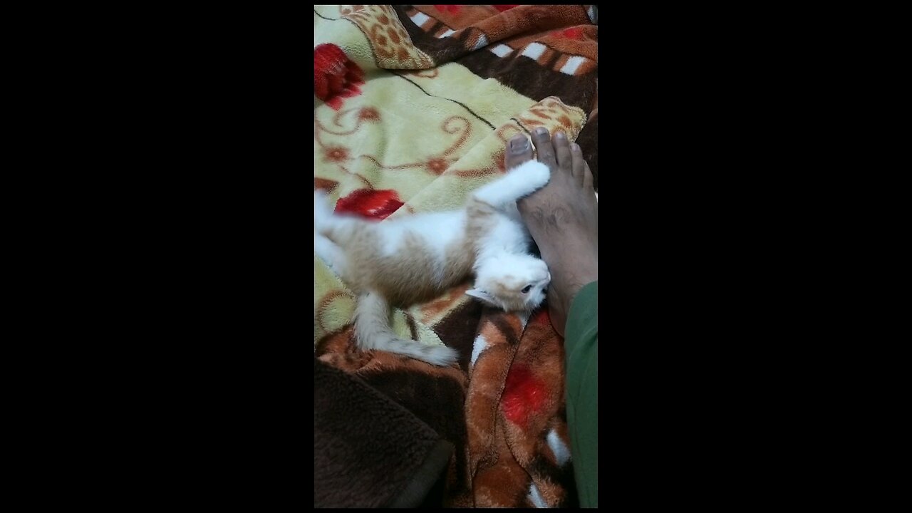 cute cat playing