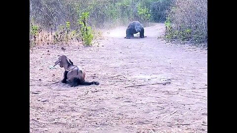 this is the very real thing he found when a kamodo dragon attacked a baby goat