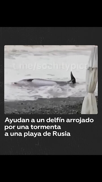Ayudan a un delfín arrojado por una tormenta a una playa rusa