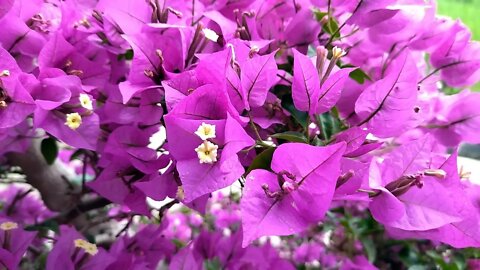 1. Tag Novene zum hl. Josef