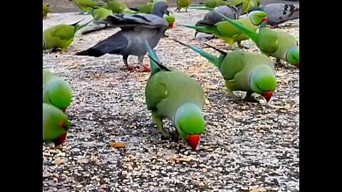 Indiaan brid eating food #rumbl