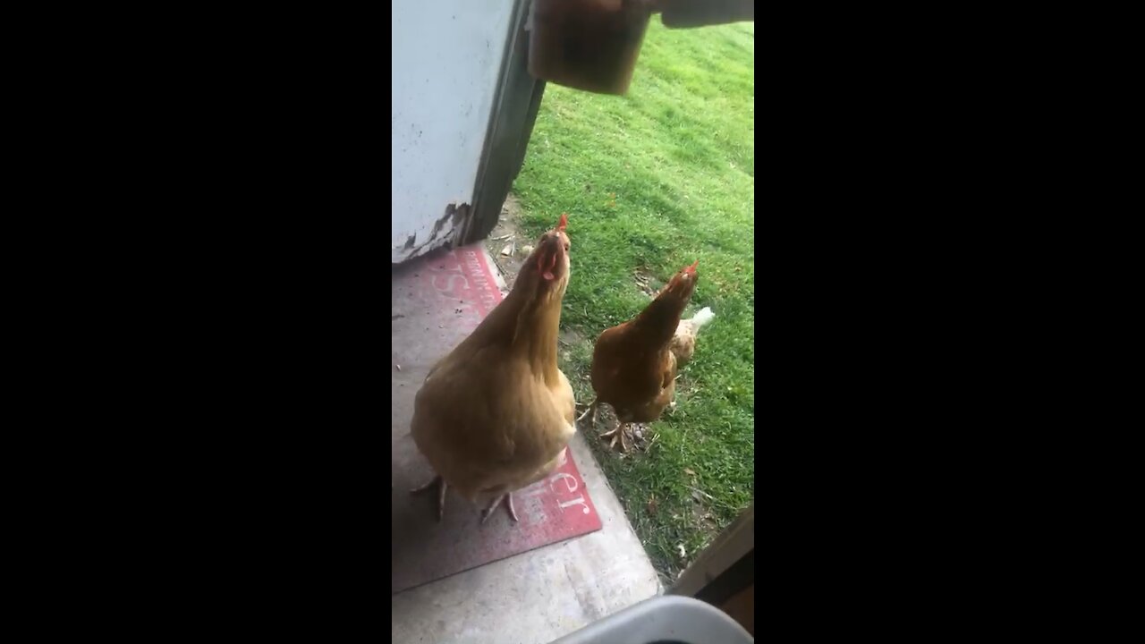 🐓🐓🐓