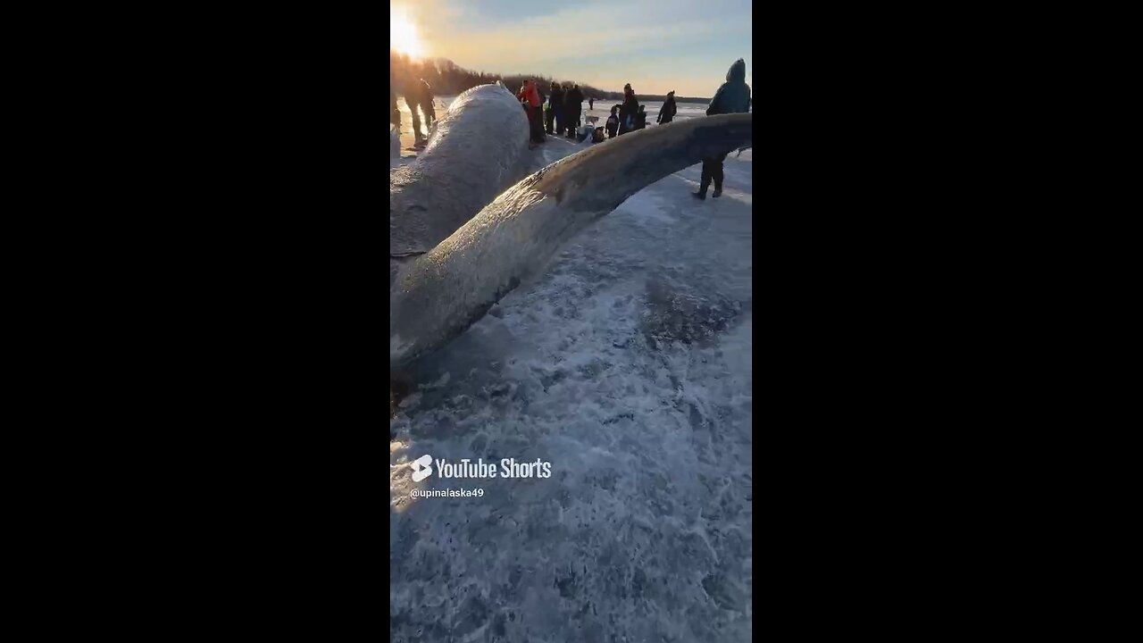 Fin Whale #Subscribe #Alaska #Outdoors #Nature #Wildlife #Whale #Shorts #iPhone #Winter #Frozen #fyp