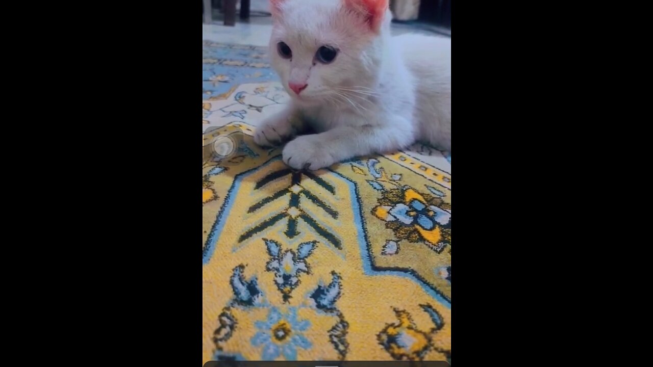 Persian kitten