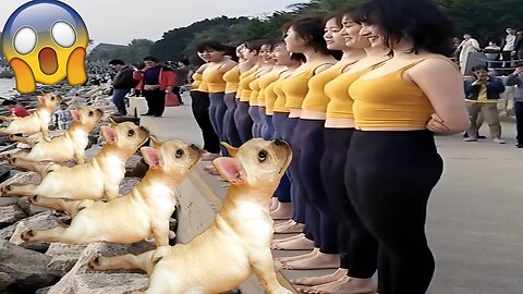 Funniest Animals Video - Funny Dogs And Cats - Try Not To Laugh Animals 2023 P13