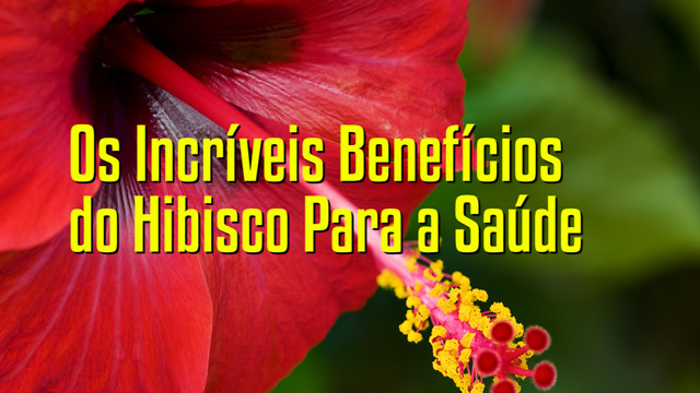 Os Incríveis Benefícios do Hibisco Para a Saúde