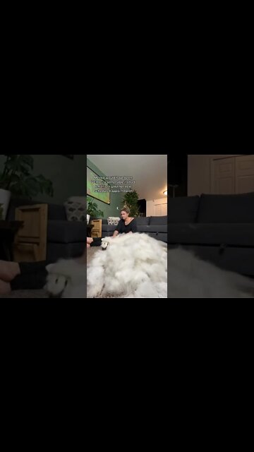 One Side of Meeko's August Coat Blow...#shorts #samoyed#dogsoftiktok