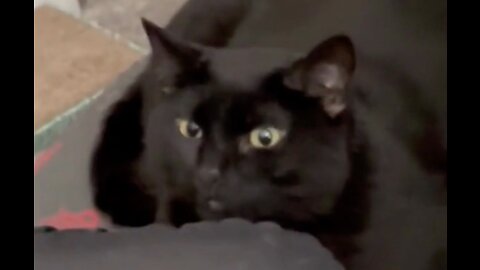 Adopting a Cat from a Shelter Vlog - Cute Precious Piper is Always on the Alert #shorts