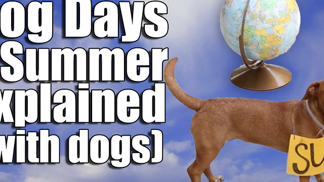 Dog Days of Summer Explained (with dogs)