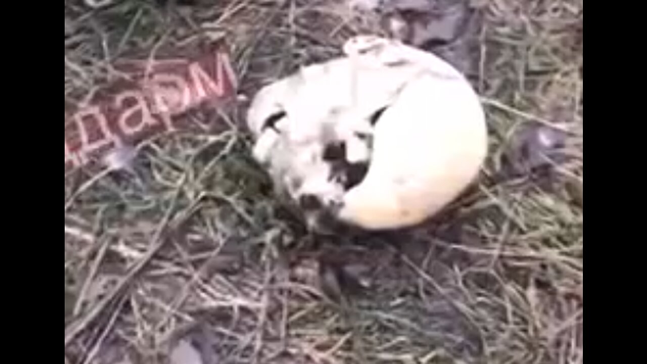 What a Funny Looking Mushroom