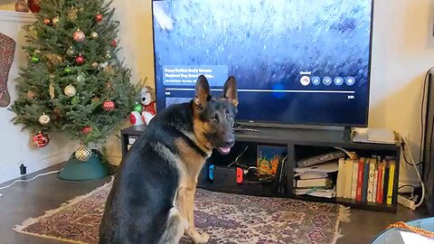 A DOG Watching TV While Snow fall outside