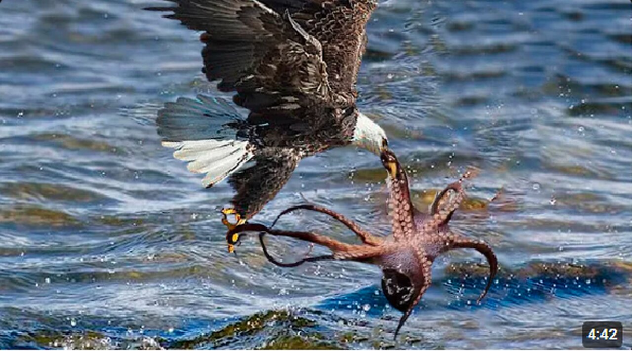 how the eagle was caught when hunting