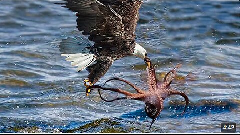 how the eagle was caught when hunting