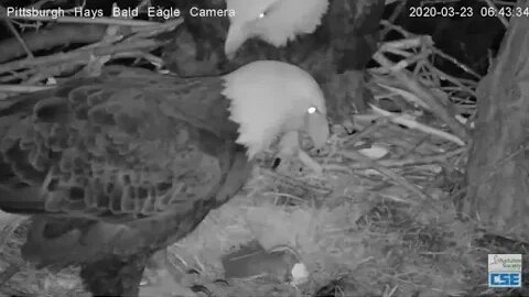 Hays Bald Eagles 2nd hatch 32320 643am