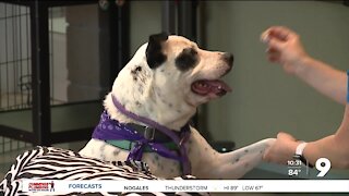 PACC waiving adoption fees for all pets through Sept. 19