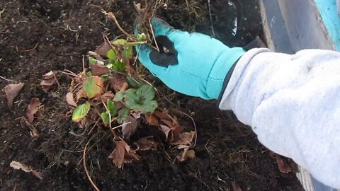 Dividing and Transplanting Runnerless Strawberries