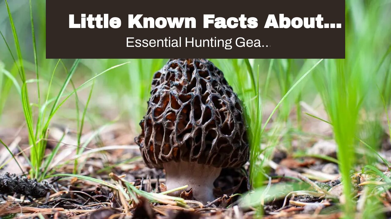 Little Known Facts About "Top 10 Must-Have Hunting Accessories for a Successful Trip".