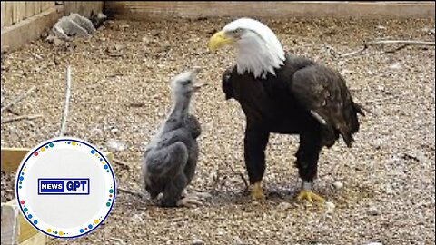 Bald eagle caring for rock as an egg becomes parent to orphaned eaglet |