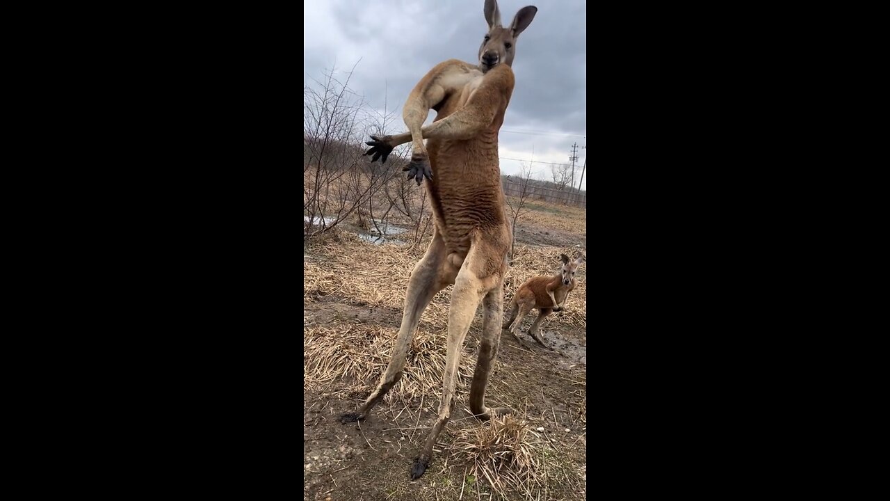 Kangaroo Flexi'n Muscle 😂