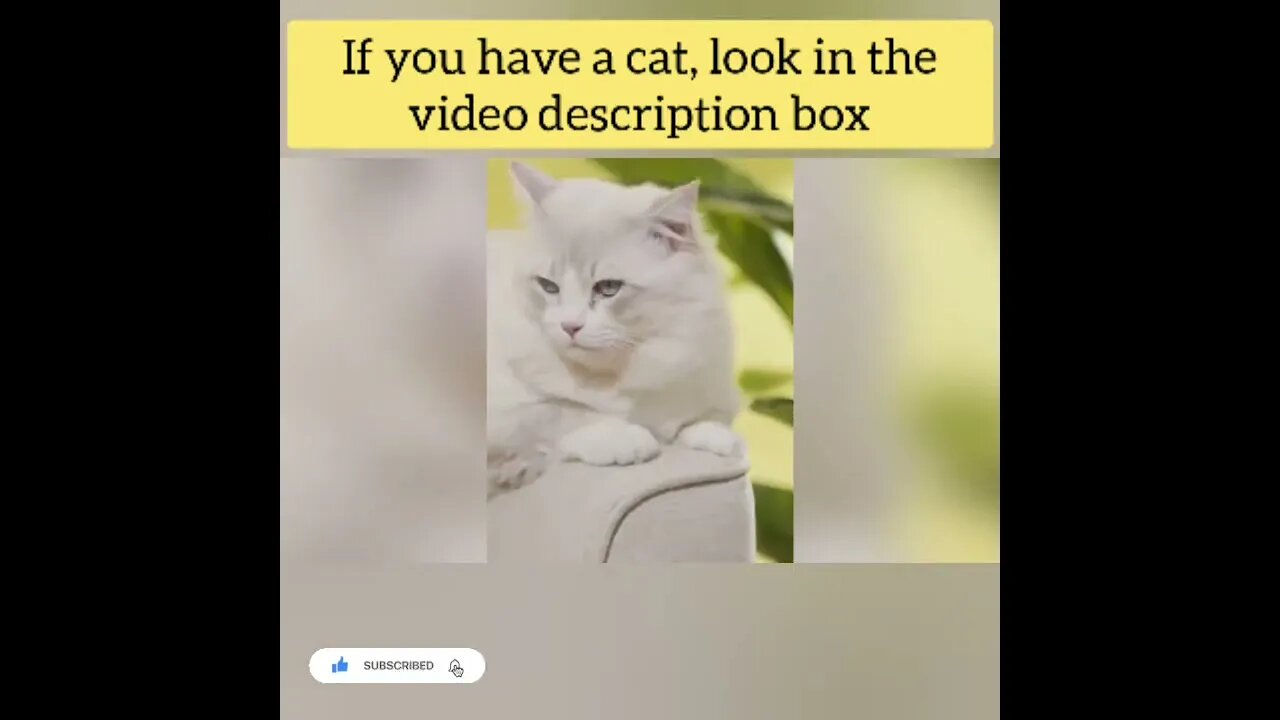 cute cat videos 😹 funny videos 😂81