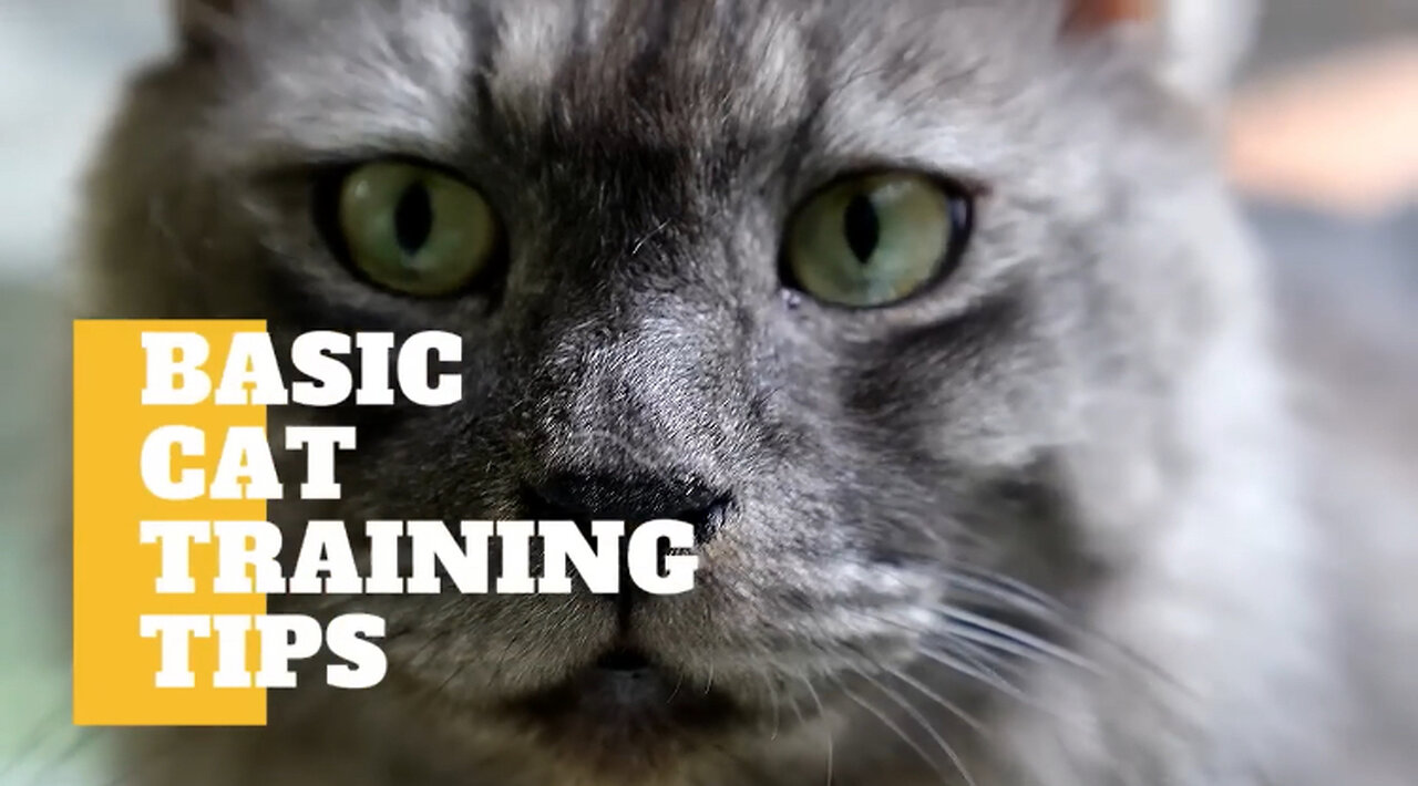 Cat training tips and tricks 🔥