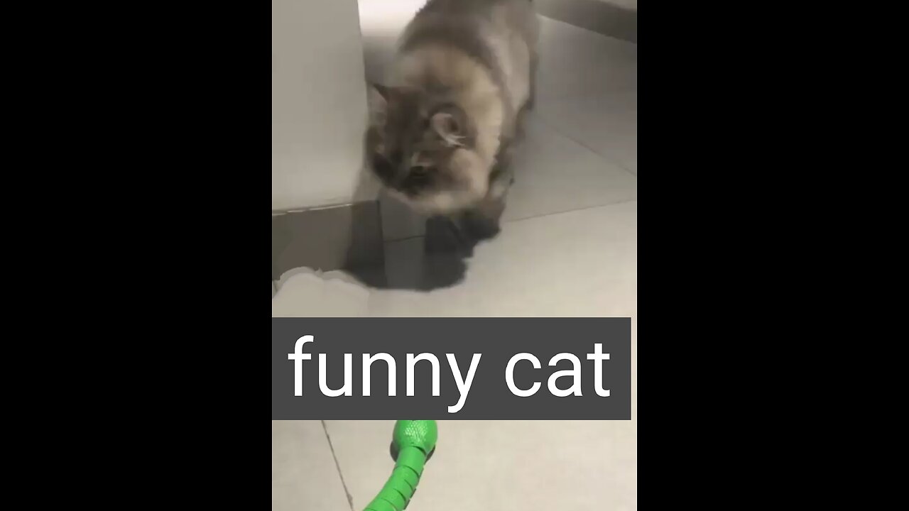 funny cat
