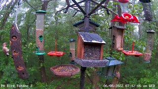 Northern Flicker - View of tongue