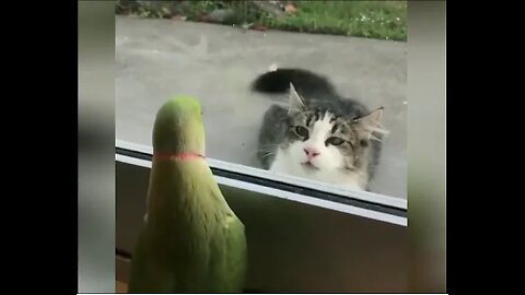 Funny Animal Videos Compilation #2 _ Best Funny Pets Videos _ Try Not To Laugh!