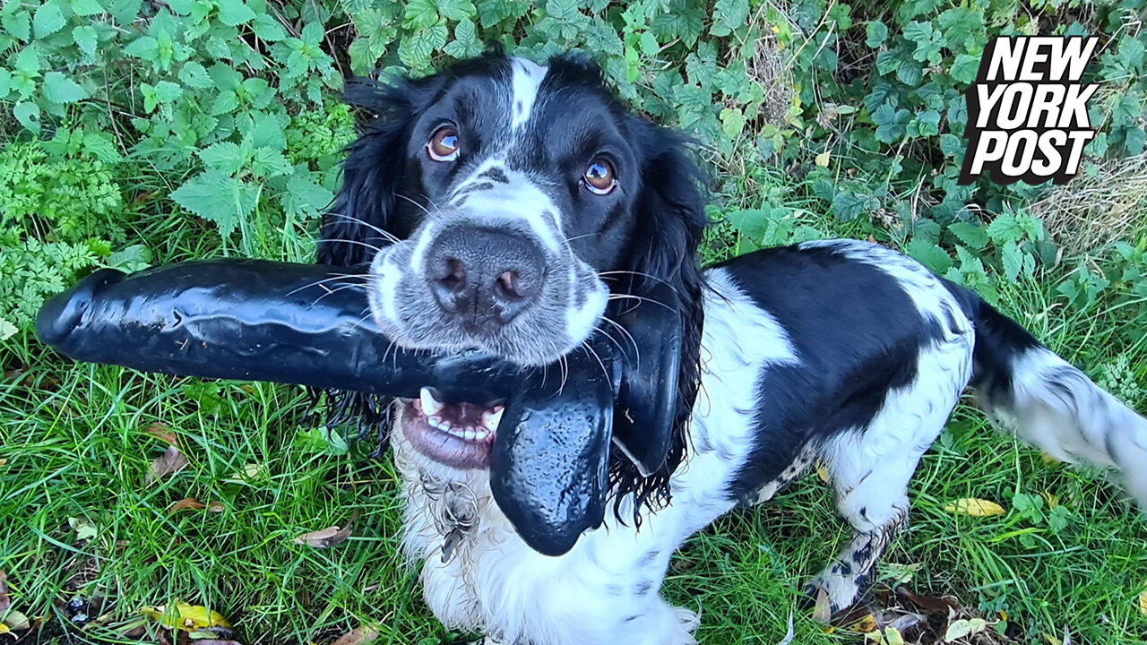 A real horndog: Cocker-spaniel refuses to drop giant dildo