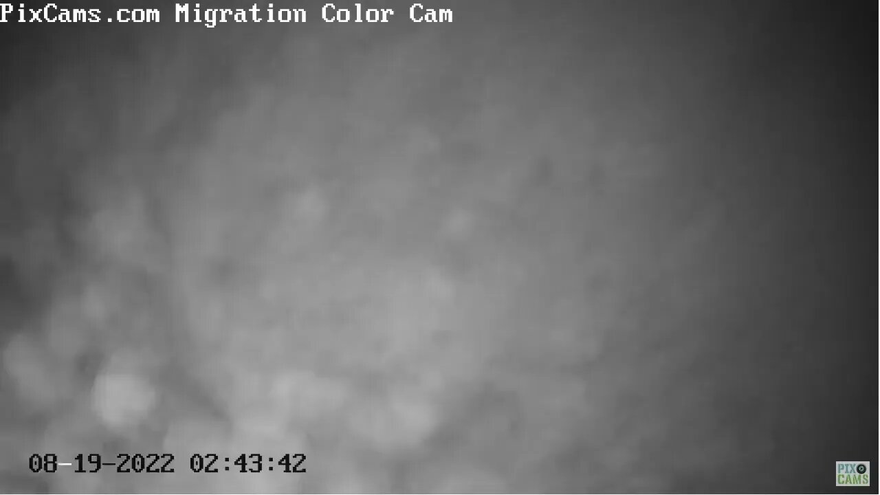 A large bird migrating - foggy conditions 08/19/2022 (See Thermal Video)